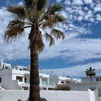 Vista de la urbanización Las Cañas con palmera en primer plano y cielo azul con nubes.
