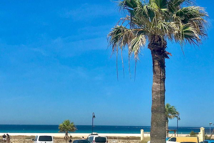 Playa con palmera, coches estacionados y vistas al mar en la urbanización Las Cañas.