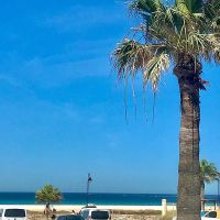 Playa con palmera, coches estacionados y vistas al mar en la urbanización Las Cañas.